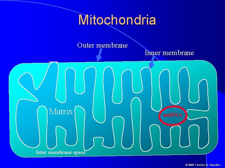 Mitochondria Outer membrane Matrix Inner membrane mt. DNA Inter membrane space © 1999 Timothy