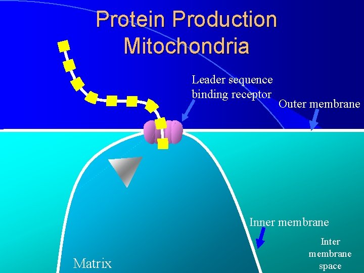 Protein Production Mitochondria Leader sequence binding receptor Outer membrane Inner membrane Matrix Inter membrane