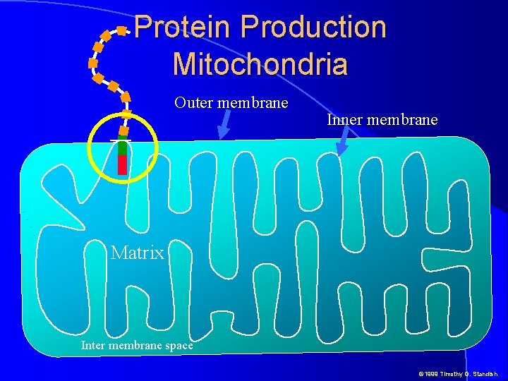 Protein Production Mitochondria Outer membrane Inner membrane Matrix Inter membrane space © 1999 Timothy