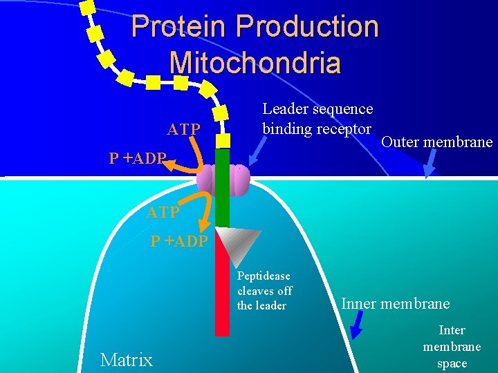 Protein Production Mitochondria ATP Leader sequence binding receptor P +ADP Outer membrane ATP P