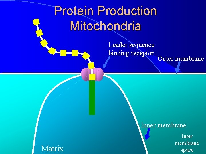 Protein Production Mitochondria Leader sequence binding receptor Outer membrane Inner membrane Matrix Inter membrane