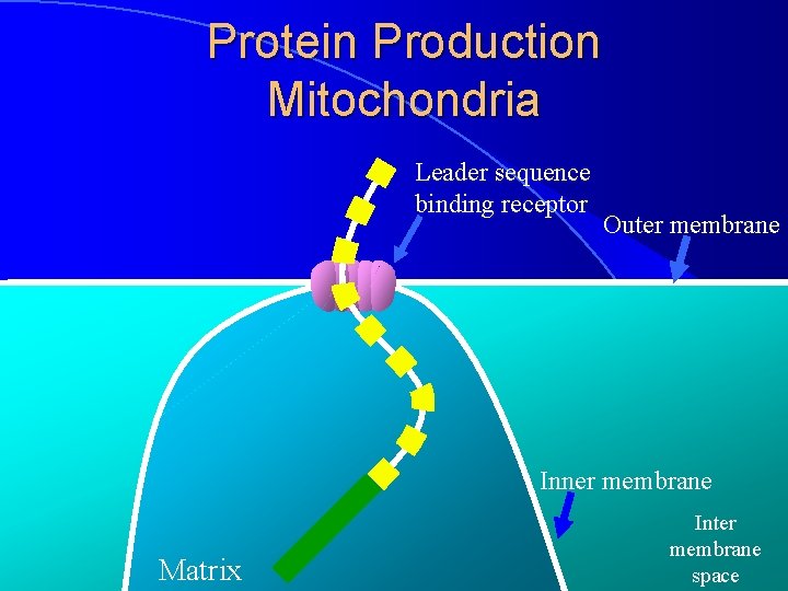 Protein Production Mitochondria Leader sequence binding receptor Outer membrane Inner membrane Matrix Inter membrane