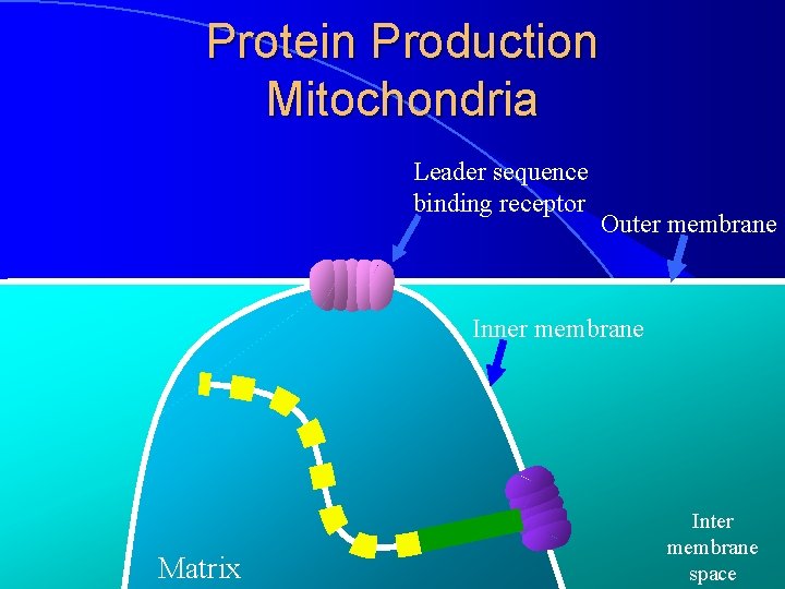 Protein Production Mitochondria Leader sequence binding receptor Outer membrane Inner membrane Matrix Inter membrane