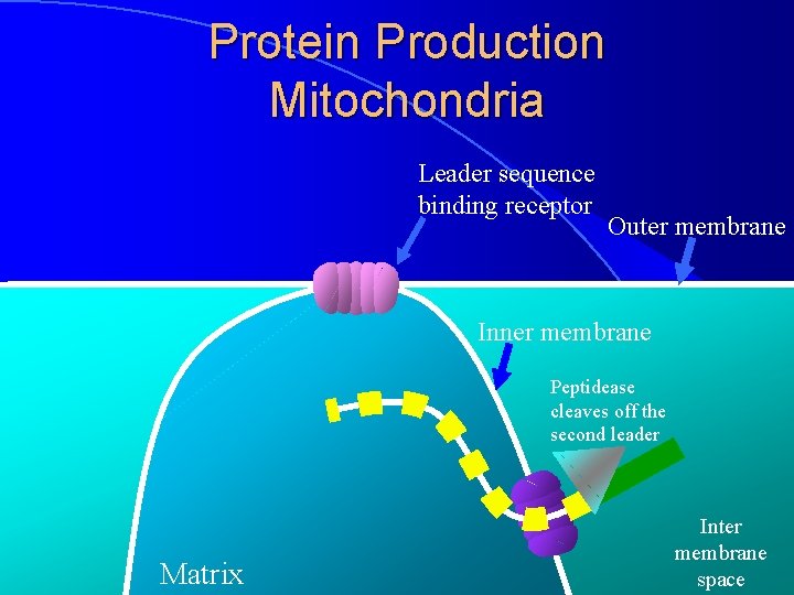 Protein Production Mitochondria Leader sequence binding receptor Outer membrane Inner membrane Peptidease cleaves off