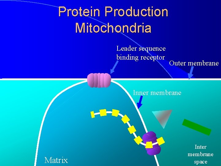 Protein Production Mitochondria Leader sequence binding receptor Outer membrane Inner membrane Matrix Inter membrane