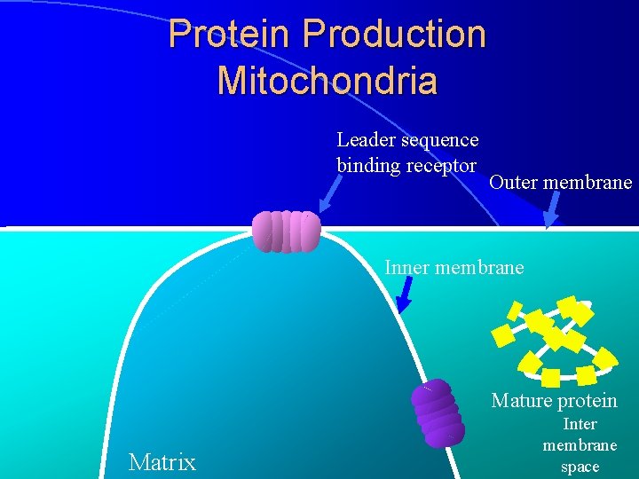 Protein Production Mitochondria Leader sequence binding receptor Outer membrane Inner membrane Mature protein Matrix