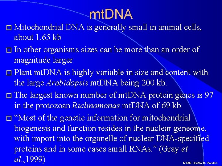 � Mitochondrial mt. DNA is generally small in animal cells, about 1. 65 kb