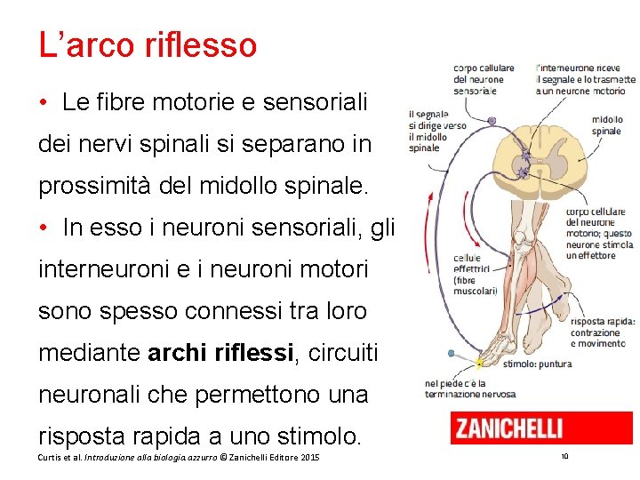 L’arco riflesso • Le fibre motorie e sensoriali dei nervi spinali si separano in