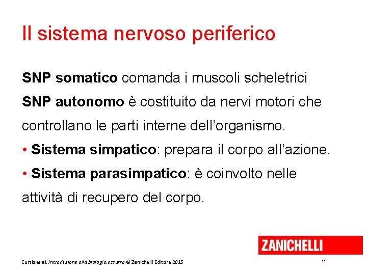 Il sistema nervoso periferico SNP somatico comanda i muscoli scheletrici SNP autonomo è costituito