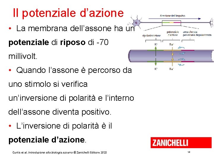 Il potenziale d’azione • La membrana dell’assone ha un potenziale di riposo di -70