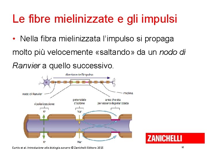 Le fibre mielinizzate e gli impulsi • Nella fibra mielinizzata l’impulso si propaga molto