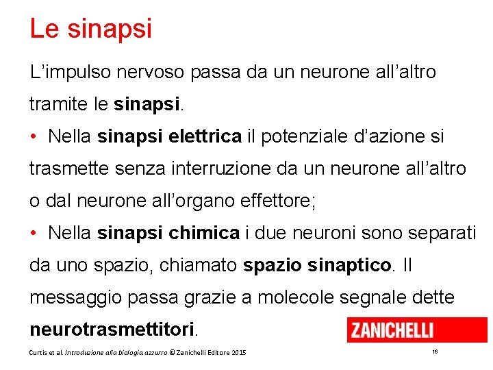 Le sinapsi L’impulso nervoso passa da un neurone all’altro tramite le sinapsi. • Nella