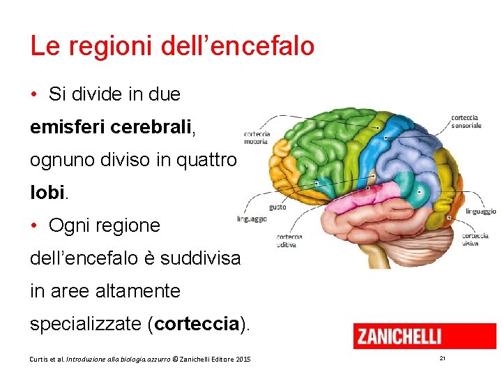 Le regioni dell’encefalo • Si divide in due emisferi cerebrali, ognuno diviso in quattro