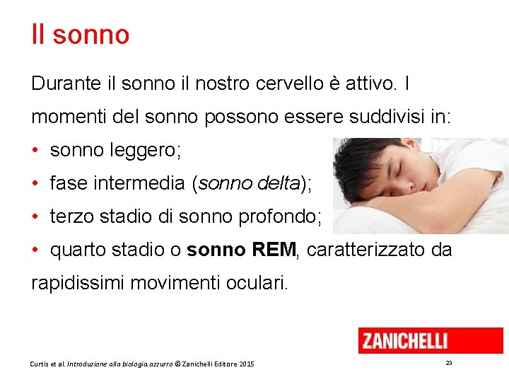 Il sonno Durante il sonno il nostro cervello è attivo. I momenti del sonno