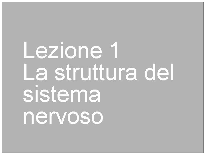 Lezione 1 La struttura del sistema nervoso 