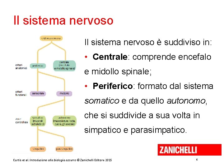 Il sistema nervoso è suddiviso in: • Centrale: comprende encefalo e midollo spinale; •