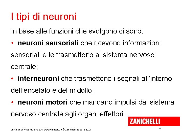 I tipi di neuroni In base alle funzioni che svolgono ci sono: • neuroni