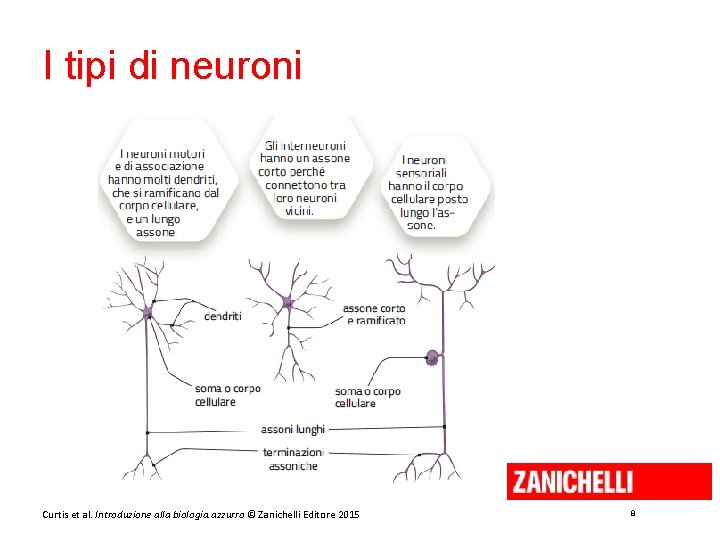 I tipi di neuroni Curtis et al. Introduzione alla biologia. azzurro © Zanichelli Editore