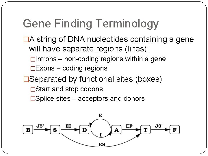 Gene Finding Terminology �A string of DNA nucleotides containing a gene will have separate Gene Finding Terminology �A string of DNA nucleotides containing a gene will have separate