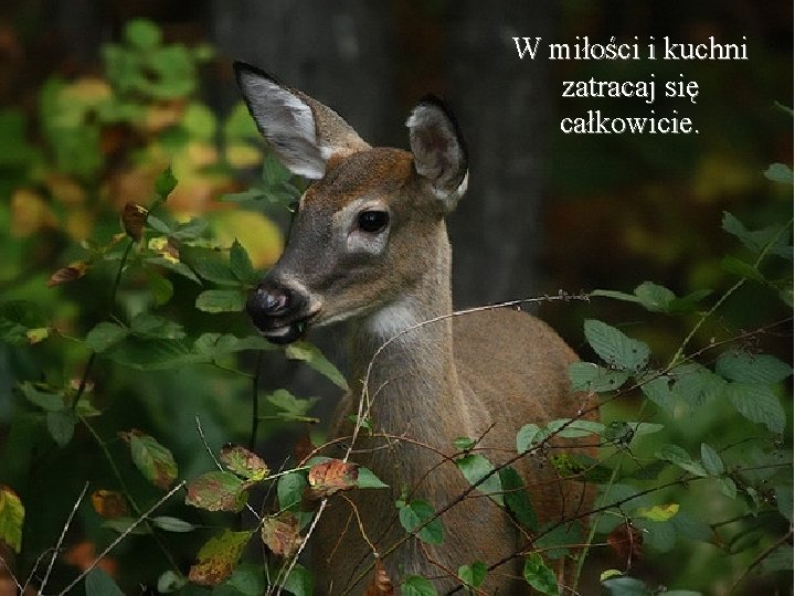 W miłości i kuchni zatracaj się całkowicie. 