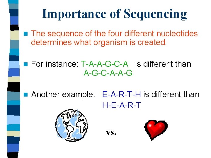 Importance of Sequencing n The sequence of the four different nucleotides determines what organism