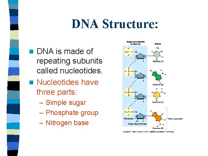 DNA Structure: DNA is made of repeating subunits called nucleotides. n Nucleotides have three