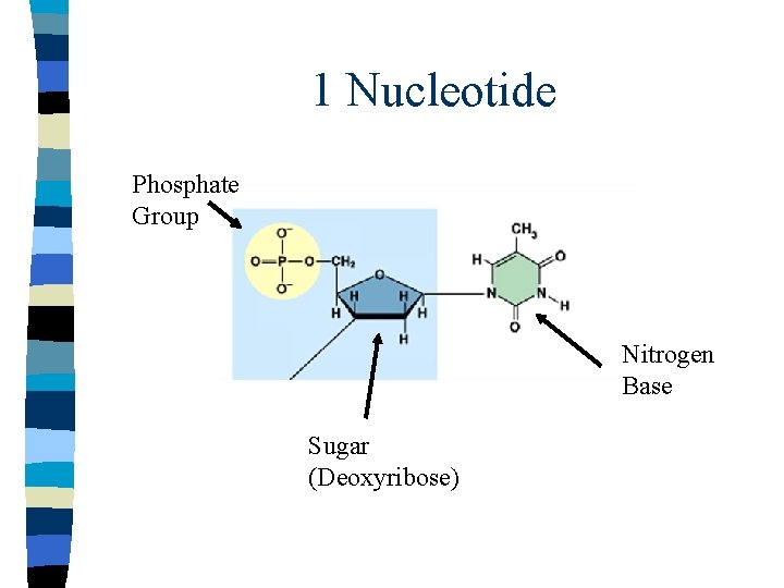 1 Nucleotide Phosphate Group Nitrogen Base Sugar (Deoxyribose) 