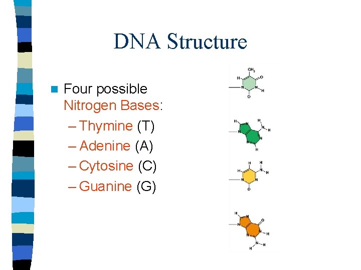 DNA Structure n Four possible Nitrogen Bases: – Thymine (T) – Adenine (A) –