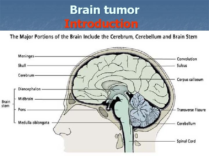 Brain tumor Introduction 