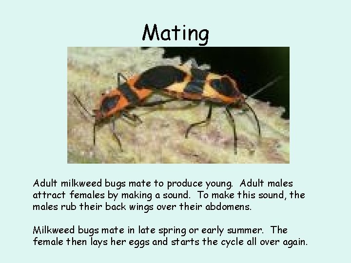Mating Adult milkweed bugs mate to produce young. Adult males attract females by making
