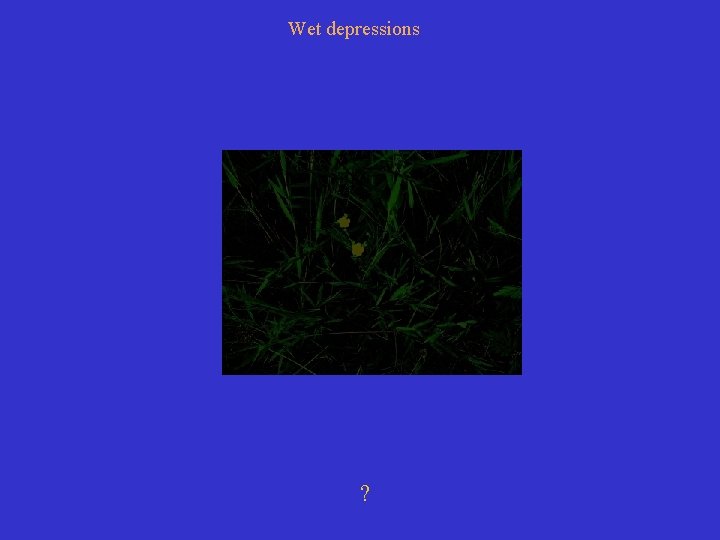 Wet depressions ? 