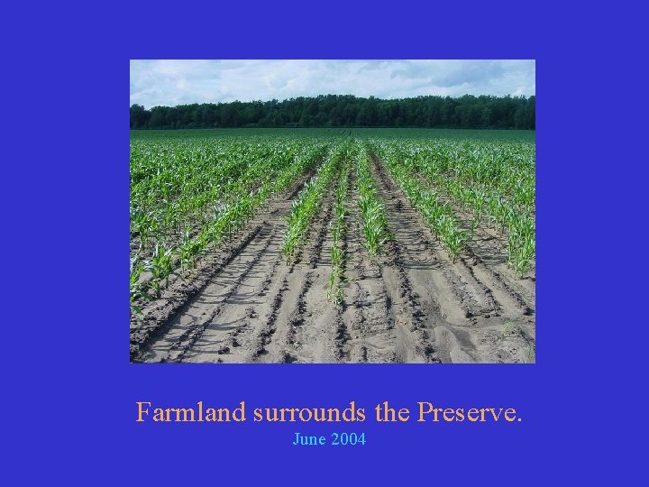 Farmland surrounds the Preserve. June 2004 