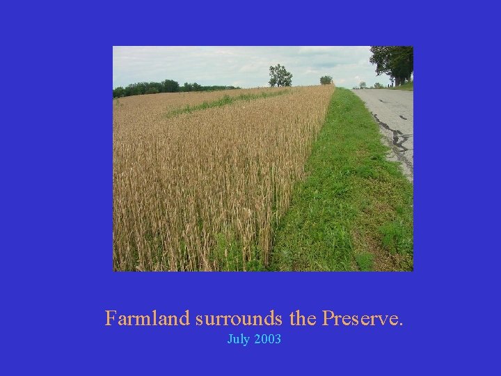 Farmland surrounds the Preserve. July 2003 