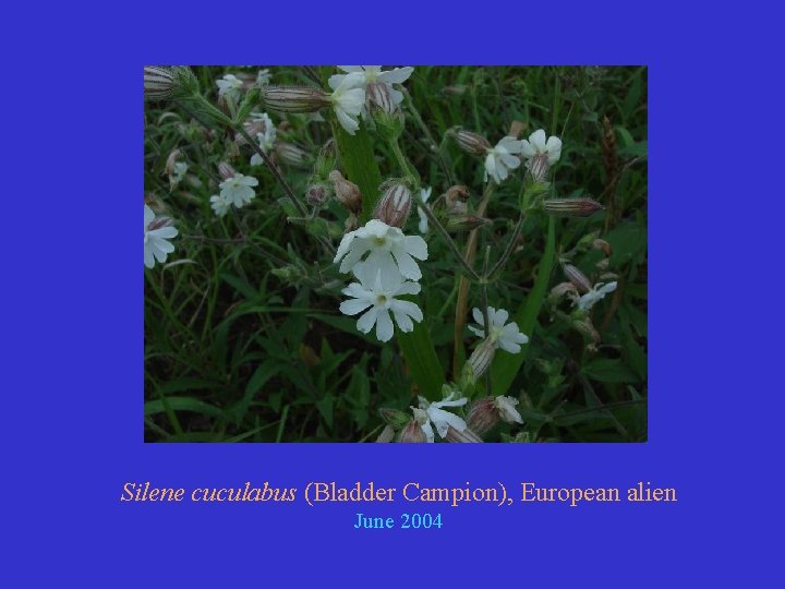 Silene cuculabus (Bladder Campion), European alien June 2004 