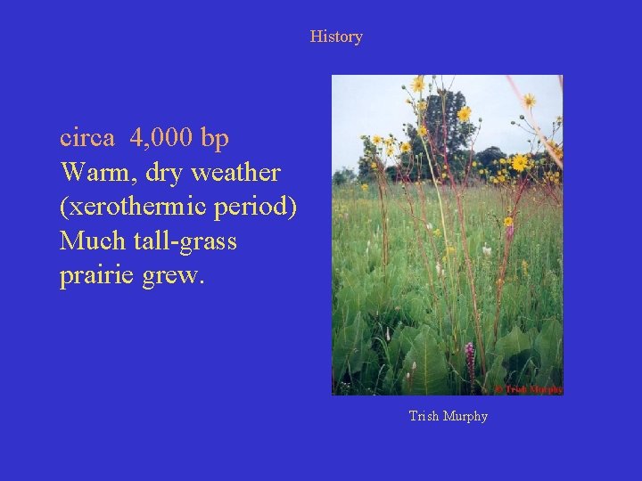 History circa 4, 000 bp Warm, dry weather (xerothermic period) Much tall-grass prairie grew.