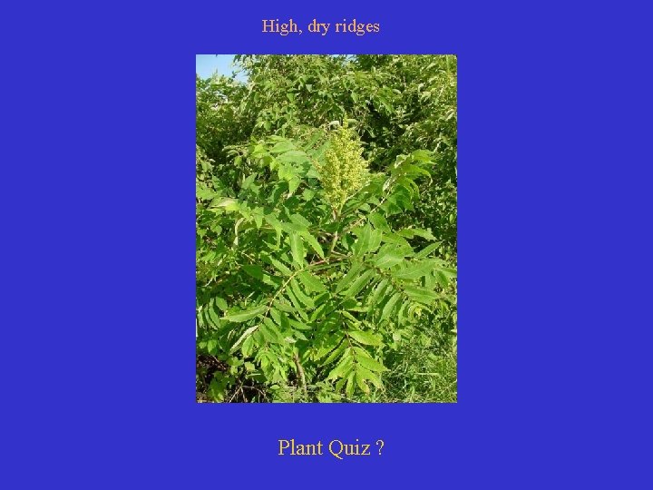 High, dry ridges Plant Quiz ? 