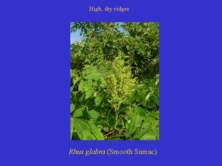High, dry ridges Rhus glabra (Smooth Sumac) 