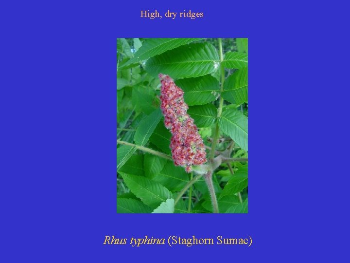 High, dry ridges Rhus typhina (Staghorn Sumac) 