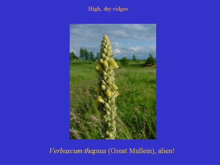 High, dry ridges Verbascum thapsus (Great Mullein), alien! 