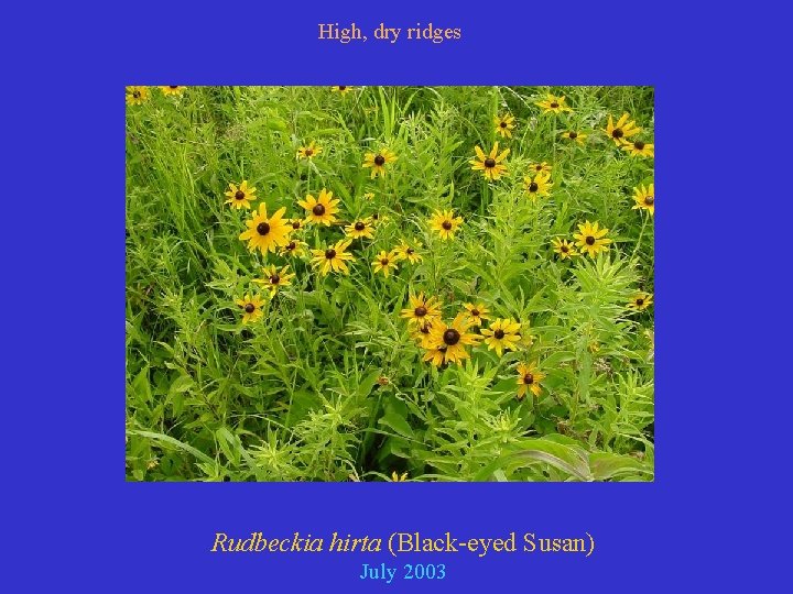 High, dry ridges Rudbeckia hirta (Black-eyed Susan) July 2003 