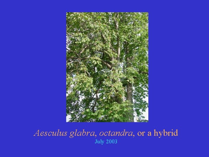 Aesculus glabra, octandra, or a hybrid July 2003 