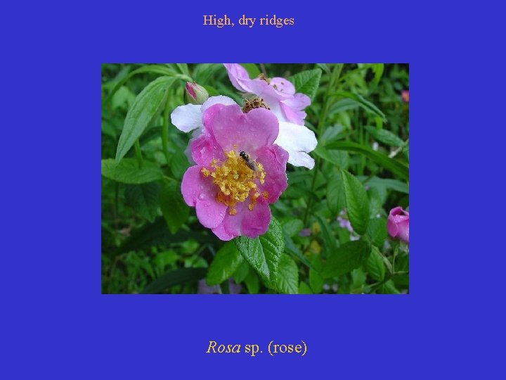 High, dry ridges Rosa sp. (rose) 