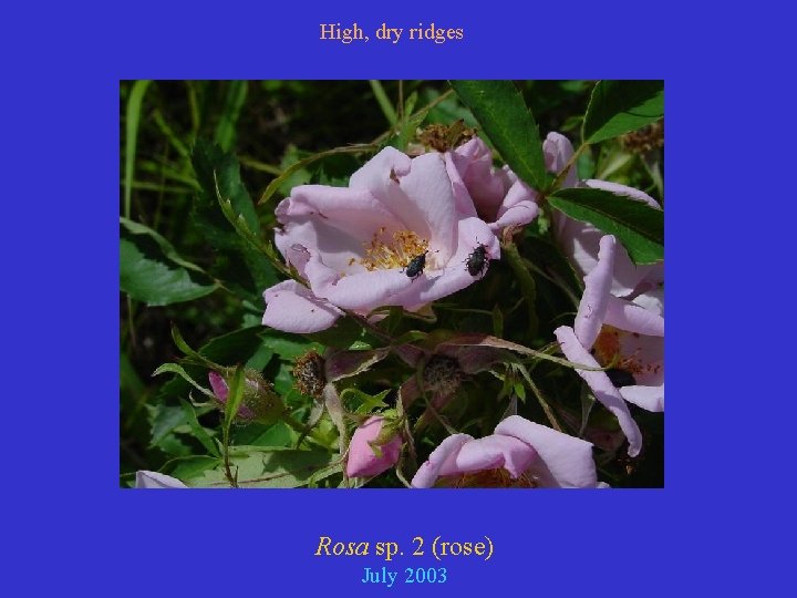 High, dry ridges Rosa sp. 2 (rose) July 2003 