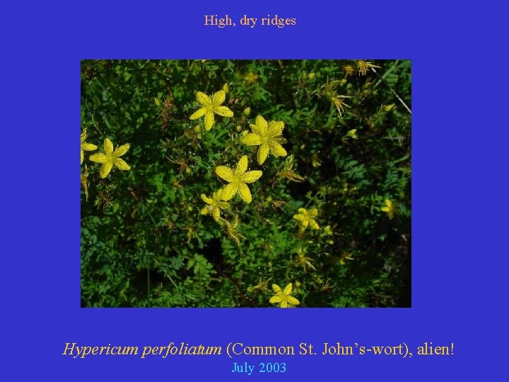 High, dry ridges Hypericum perfoliatum (Common St. John’s-wort), alien! July 2003 