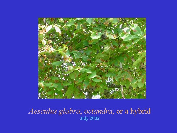 Aesculus glabra, octandra, or a hybrid July 2003 