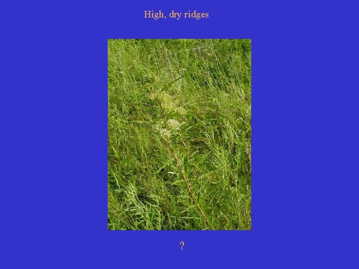 High, dry ridges ? 