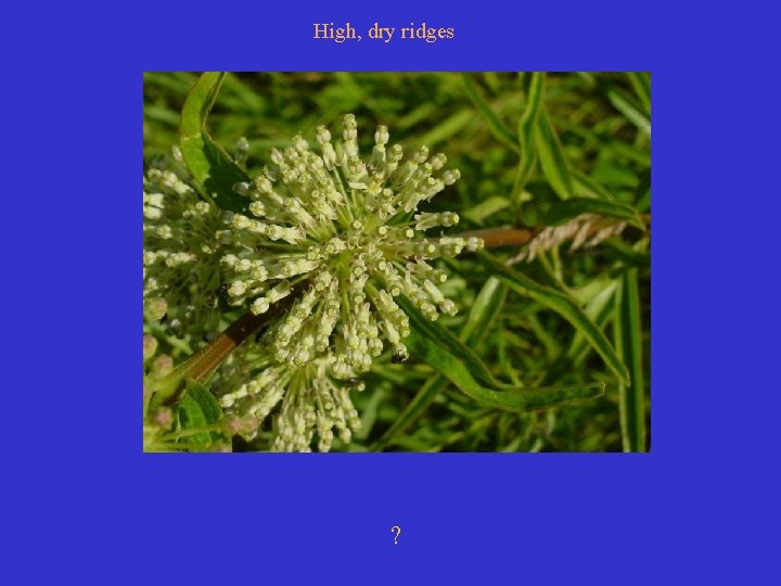 High, dry ridges ? 
