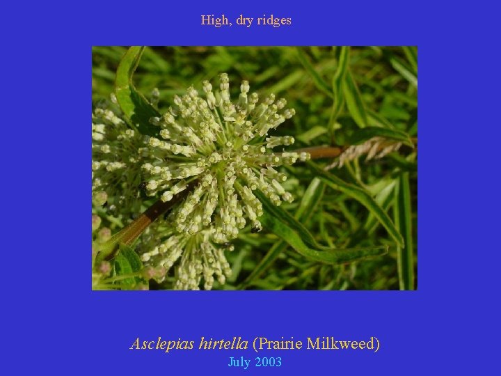 High, dry ridges Asclepias hirtella (Prairie Milkweed) July 2003 