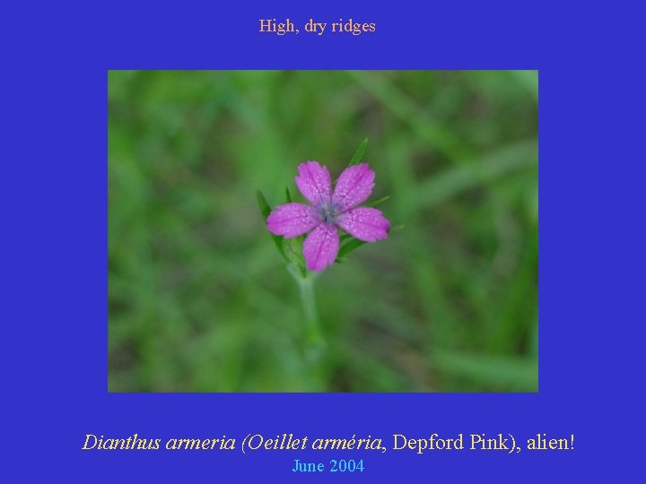 High, dry ridges Dianthus armeria (Oeillet arméria, Depford Pink), alien! June 2004 