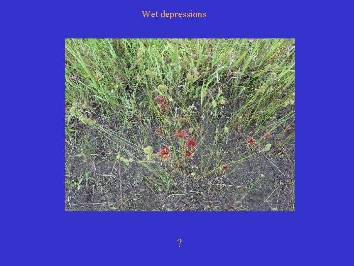 Wet depressions ? 